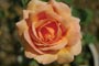 rose_indian_summer