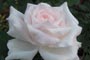 rose_smooth_romance
